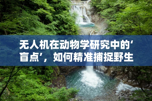 无人机在动物学研究中的‘盲点’，如何精准捕捉野生动物行为？